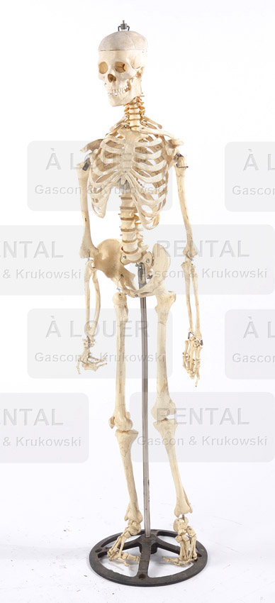 Squelette sur pied