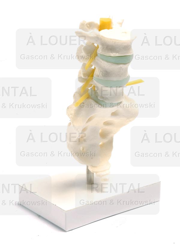 Maquette modèle colonne vertébrale