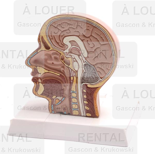 Maquette modèle demi-tête cerveau